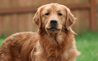Golden Retriever Diet: Best Foods for Optimal Health and Longevity - EachPaw