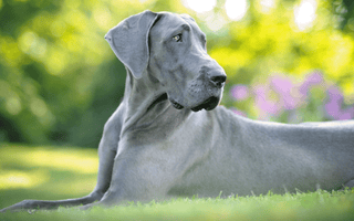 Great Dane Puppy: Top 10 Tips for Raising Healthy Companion - EachPaw