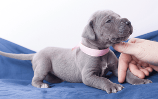 Great Dane Training 101: Tips and Tricks for Raising a Well-Behaved Gentle Giant - EachPaw