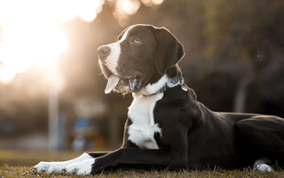 Great Danes Health Issues: What Every Owner Needs to Know - EachPaw