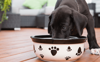 Guide to Great Danes Nutrition: Best Foods & Supplements - EachPaw