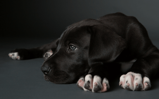 Hip Dysplasia in Great Danes: How to Prevent and Manage It - EachPaw