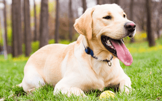 Labrador Retriever Feeding Guide: From Puppy to Senior - EachPaw