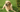 Labrador Retriever Grooming 101: Coat Care and Hygiene Tips - EachPaw