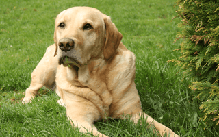 Labrador Retriever Grooming 101: Coat Care and Hygiene Tips - EachPaw