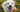 Labrador Retriever Health Issues: What Every Owner Needs to Know - EachPaw