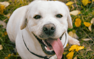 Labrador Retriever Health Issues: What Every Owner Needs to Know - EachPaw