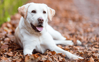 Labrador Retriever Training Tips: Raising a Well-Behaved Companion - EachPaw