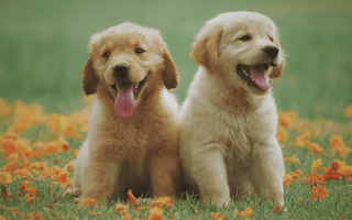 Labrador Retriever vs. Golden Retriever: Choosing the Right Breed for You - EachPaw