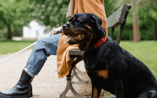 Rottweiler Nutrition: What to Feed Your Puppy, Adult, and Senior Dog - EachPaw
