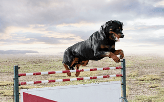 Rottweiler Training Basics: How to Raise a Well-Behaved Dog - EachPaw