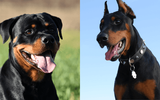 Rottweiler vs. Doberman: Choosing the Right Breed for You - EachPaw