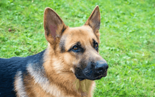 Senior German Shepherd Dog Care: Tips for Keeping Your Aging Pup Happy and Healthy - EachPaw