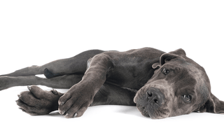 The Best Orthopedic Beds for Great Danes: A Comprehensive Review - EachPaw
