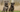 The Complete Guide to Cane Corso Temperament and Personality - EachPaw