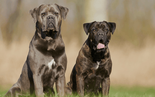 The Complete Guide to Cane Corso Temperament and Personality - EachPaw