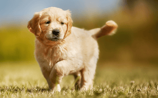 The Complete Guide to Golden Retriever Health Issues and Prevention - EachPaw