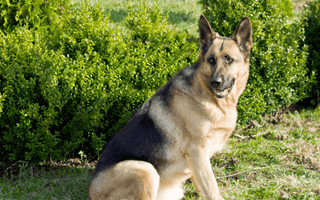 The Healthiest Diet for a German Shepherd Dog: A Vet's Guide - EachPaw