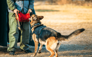 The Ultimate Guide to German Shepherd Dog Training - EachPaw