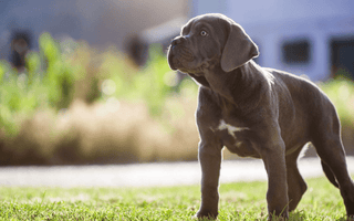 Understanding Cane Corso Health Issues: Prevention and Care - EachPaw