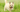 Best Diet for Cairn Terrier: Nutrition Tips and Food Recommendations