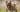 The Ultimate Guide to Cairn Terrier