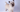 Cairn Terrier Temperament: What to Expect from Your Dog