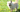 Are the Cairn Terrier Good with Kids? A Family-Friendly Breed Analysis