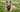 Top 10 Health Concerns for Cairn Terrier: Prevention and Care