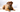 Top 10 Health Concerns for Bullmastiff: Prevention and Care