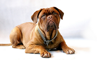 Top 10 Health Concerns for Bullmastiff: Prevention and Care