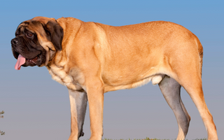 The Ultimate Guide to Bullmastiff