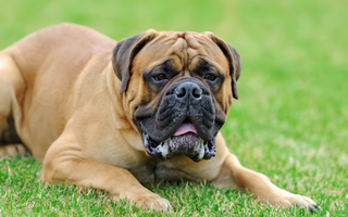 Best Diet for Bullmastiff: Nutrition Tips and Food Recommendations