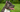 American Staffordshire Terrier Temperament: What to Expect from Your Dog