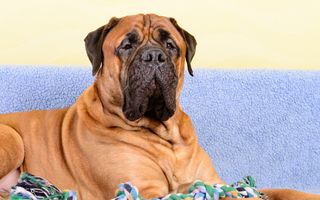Bullmastiff Exercise Needs: Keeping Your Bullmastiff Fit and Happy
