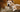 The Ultimate Guide to American Staffordshire Terrier