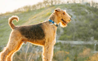 Airedale Terrier Temperament: What to Expect from Your Dog