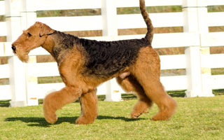 The Ultimate Guide to Airedale Terrier