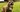 Best Diet for American Staffordshire Terrier: Nutrition Tips and Food Recommendations