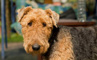 Airedale Terrier Exercise Needs: Keeping Your Airedale Terrier Fit and Happy