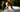 Papillon Temperament: What to Expect from Your Dog