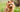 Australian Terrier Temperament: What to Expect from Your Dog