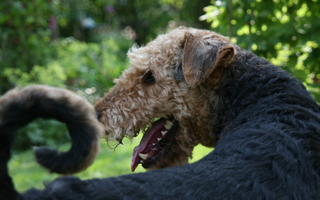 Best Diet for Airedale Terrier: Nutrition Tips and Food Recommendations