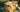 Best Diet for Australian Terrier: Nutrition Tips and Food Recommendations