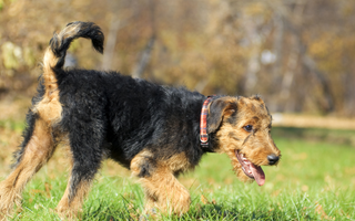 Airedale Terrier Top 10 Health Concerns: Prevention and Care