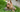 Australian Terrier Exercise Needs: Keeping Your Australian Terrier Fit and Happy