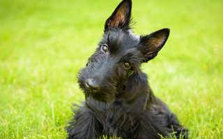 Best Diet for Scottish Terrier: Nutrition Tips and Food Recommendations