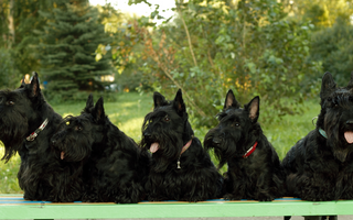 Are the Scottish Terrier Good with Kids? A Family-Friendly Breed Analysis