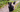 Scottish Terrier Exercise Needs: Keeping Your Scottish Terrier Fit and Happy