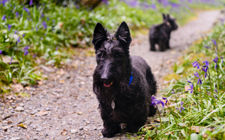 Scottish Terrier Exercise Needs: Keeping Your Scottish Terrier Fit and Happy